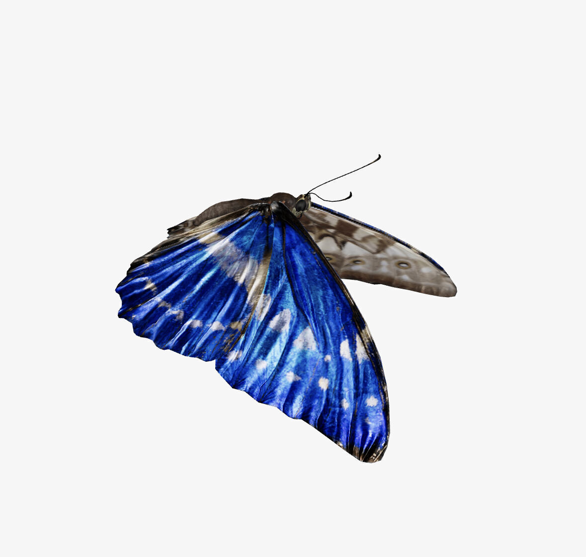morpho butterfly 3D model_4