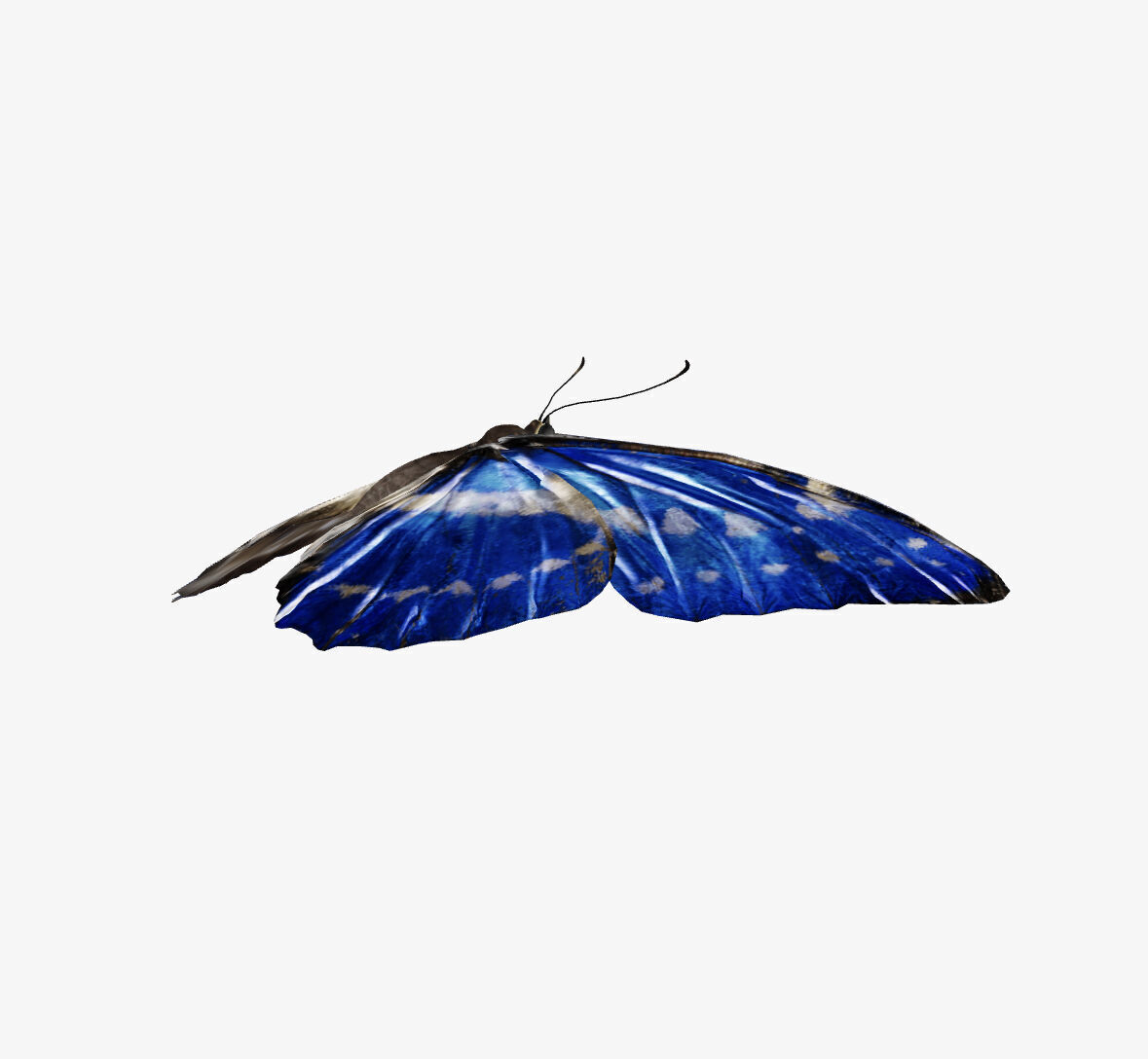 morpho butterfly 3D model_2
