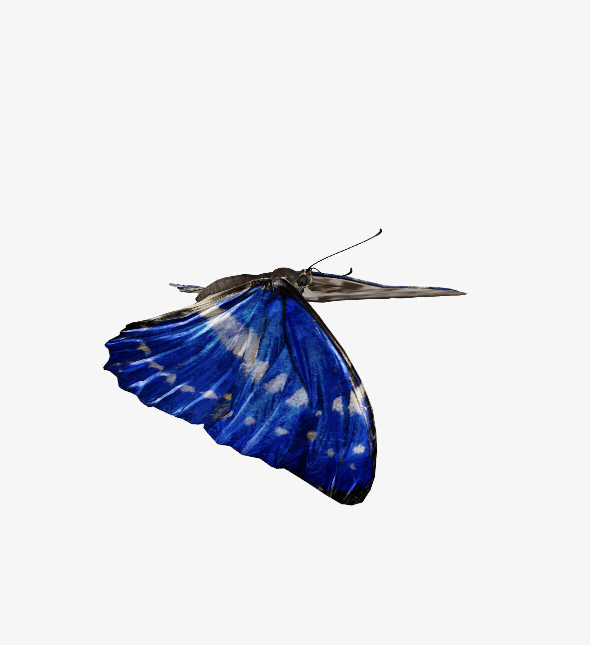 morpho butterfly 3D model_6