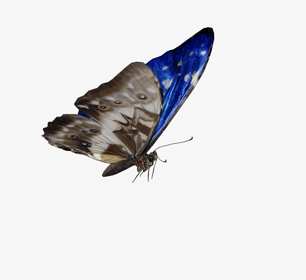 morpho butterfly 3D model_7