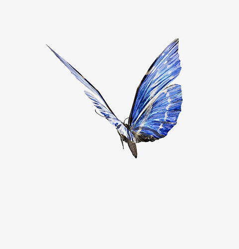morpho butterfly 3D model