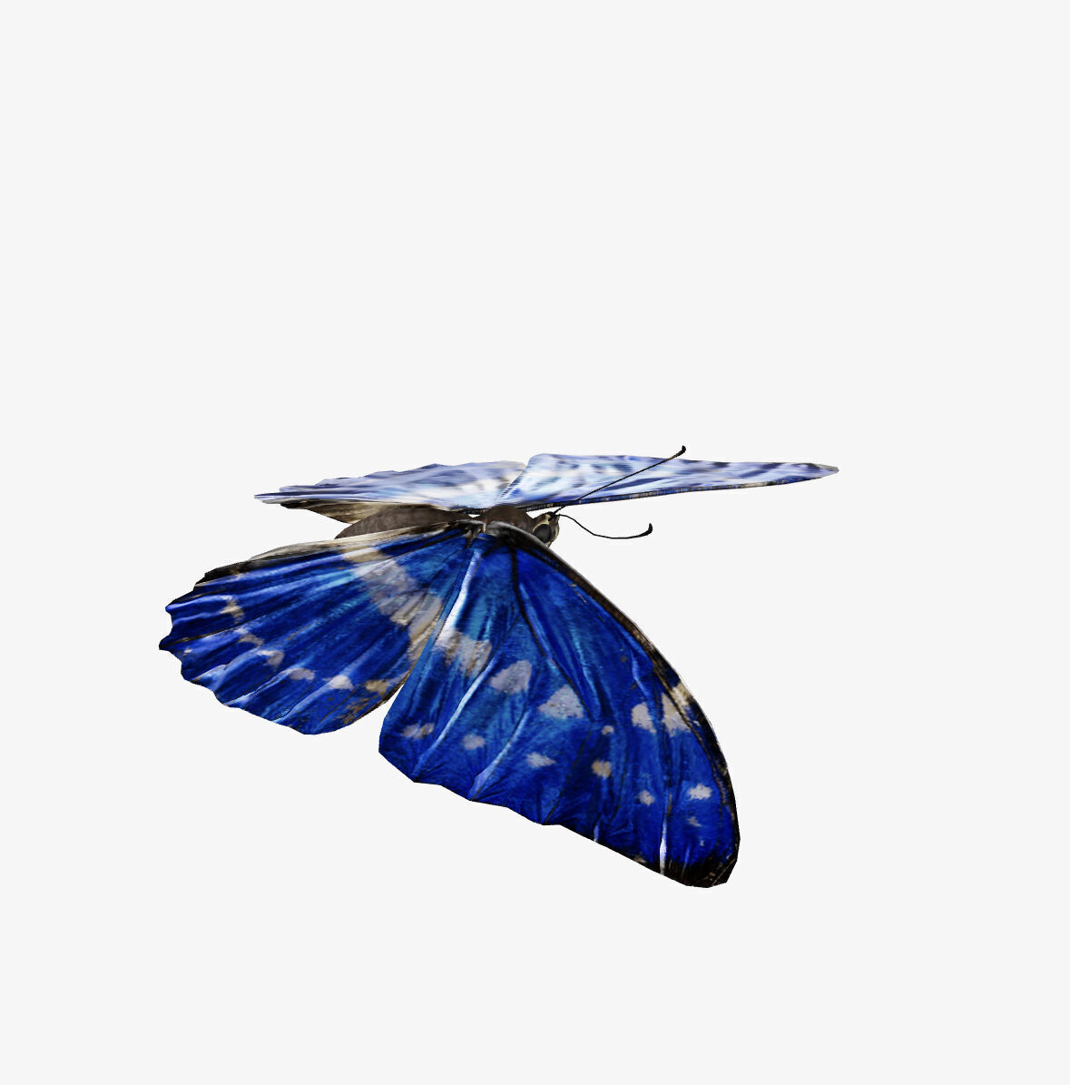 morpho butterfly 3D model_5