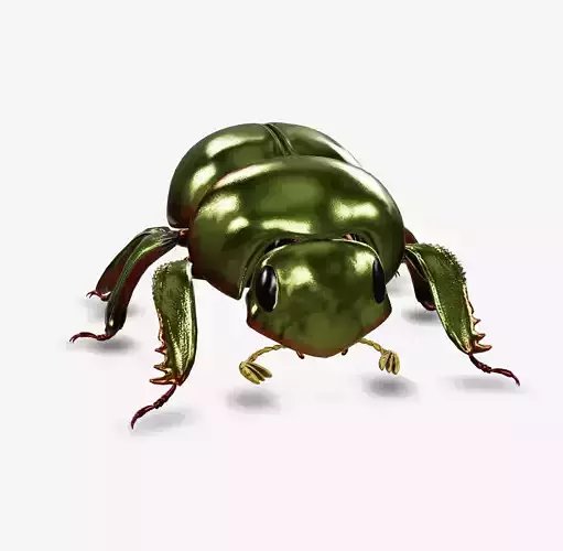 scarabe ceratocanthus aeneus