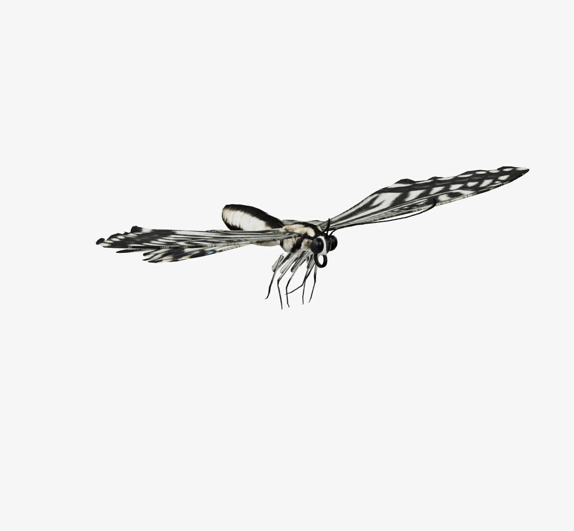 swallowtail butterfly 3D model_2