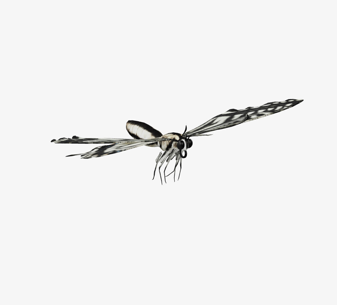 swallowtail butterfly 3D model_3