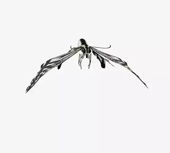 swallowtail butterfly 3D model