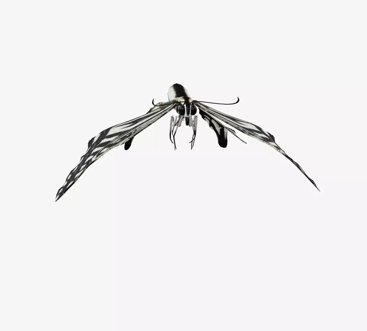 swallowtail butterfly 3D model_0