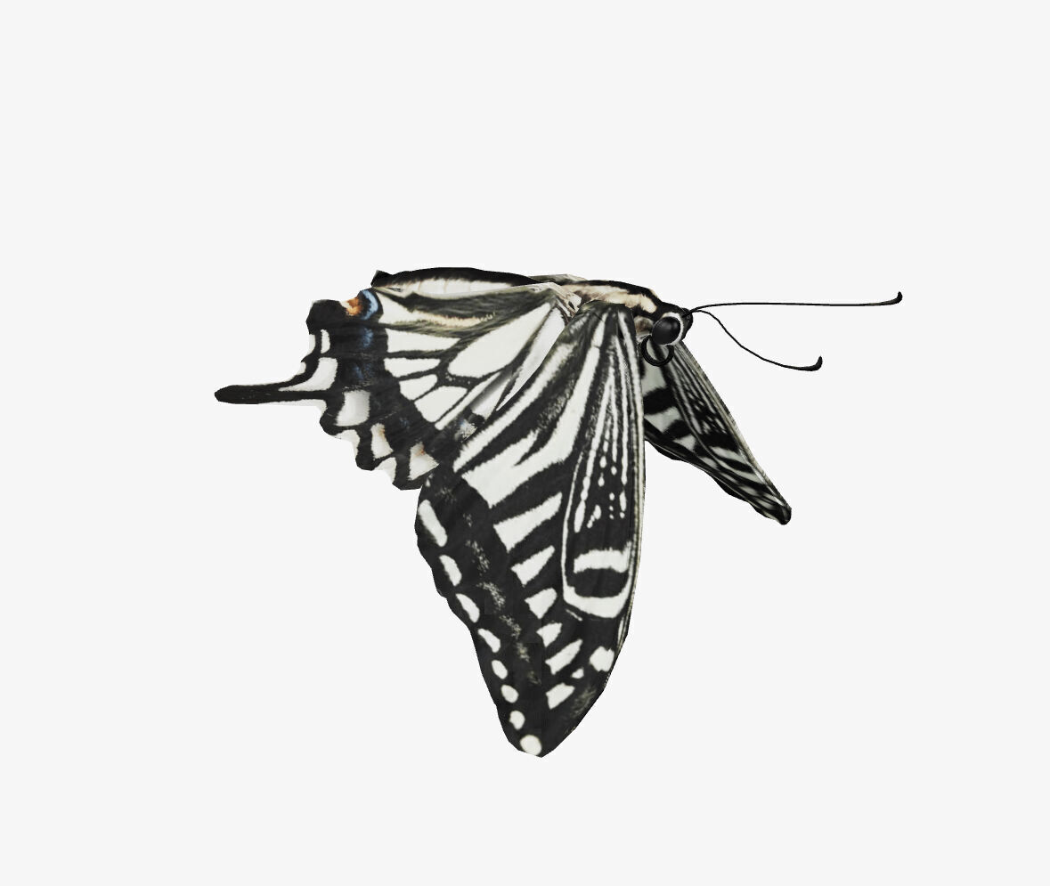 swallowtail butterfly 3D model_4