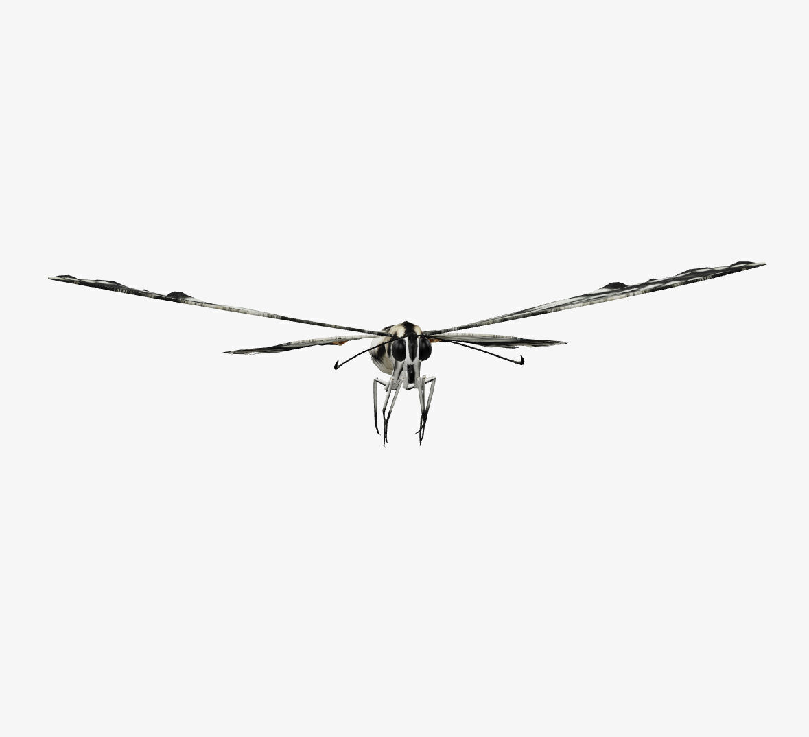 swallowtail butterfly 3D model_1