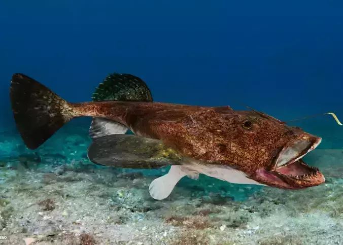 Goosefish - Anglerfish - Ocean Horror Monster - Animated 3D model