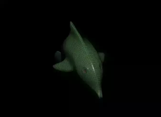 Dolphin Base Meshes 3 Models