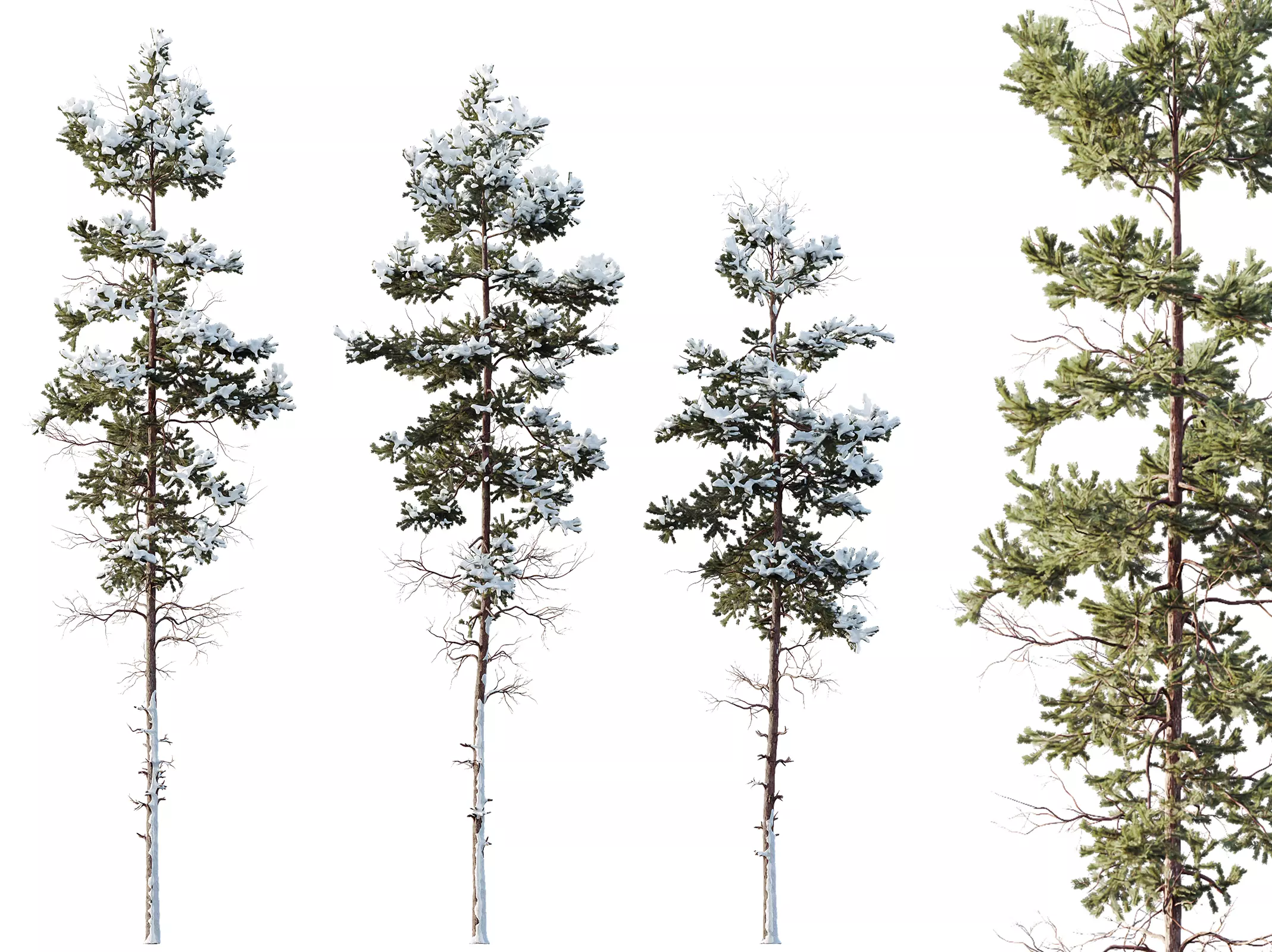AV Plants Pinus Nigra Sylvestris Subsp Winter Snow 3D model_0