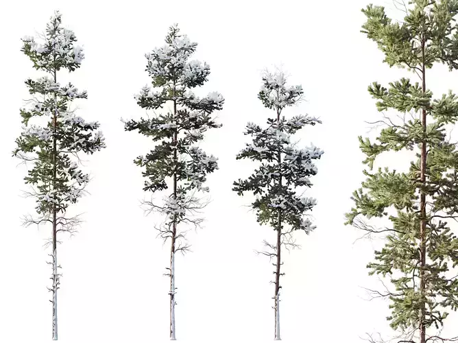 AV Plants Pinus Nigra Sylvestris Subsp Winter Snow 3D model