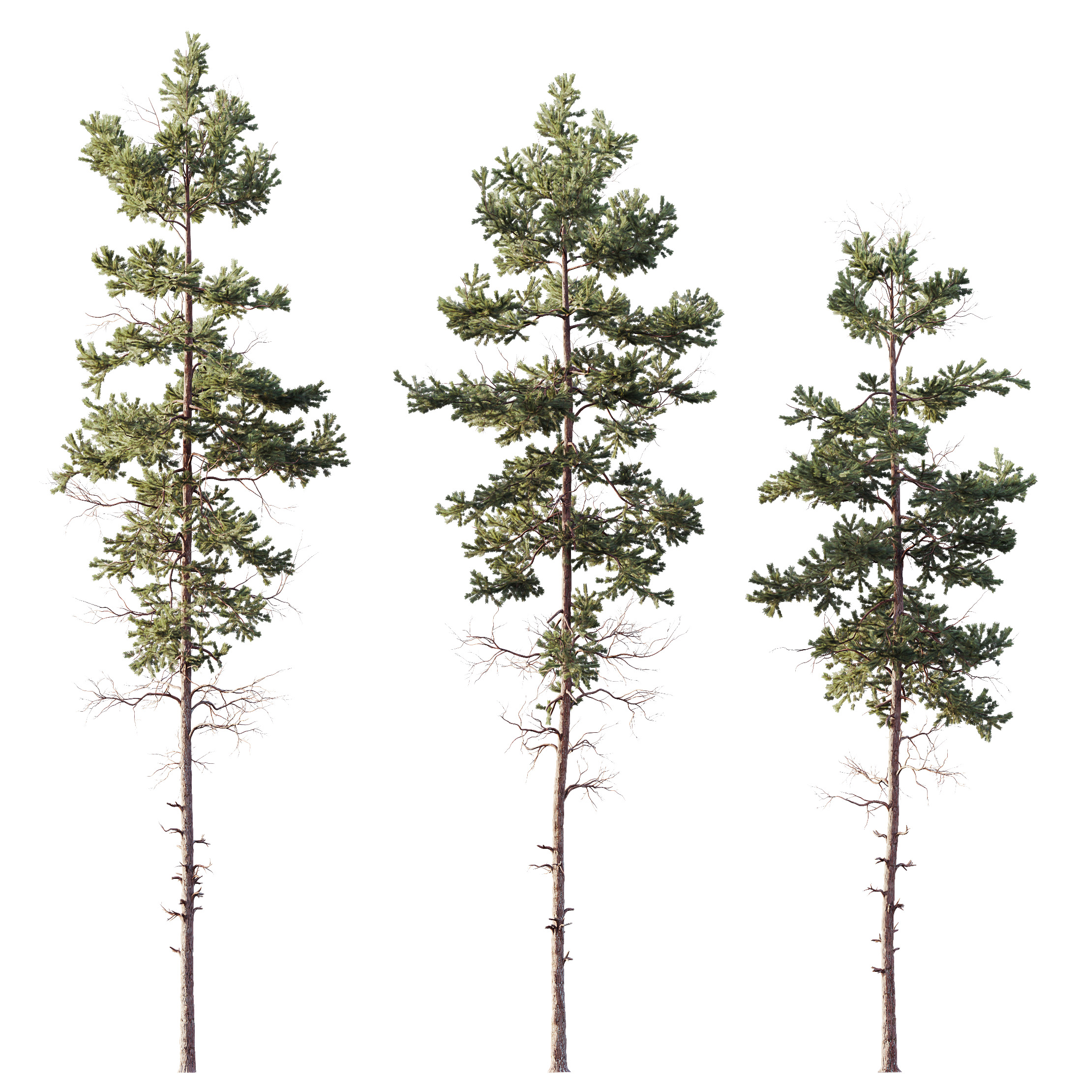 AV Plants Pinus Nigra Sylvestris Subsp Winter Snow 3D model_1