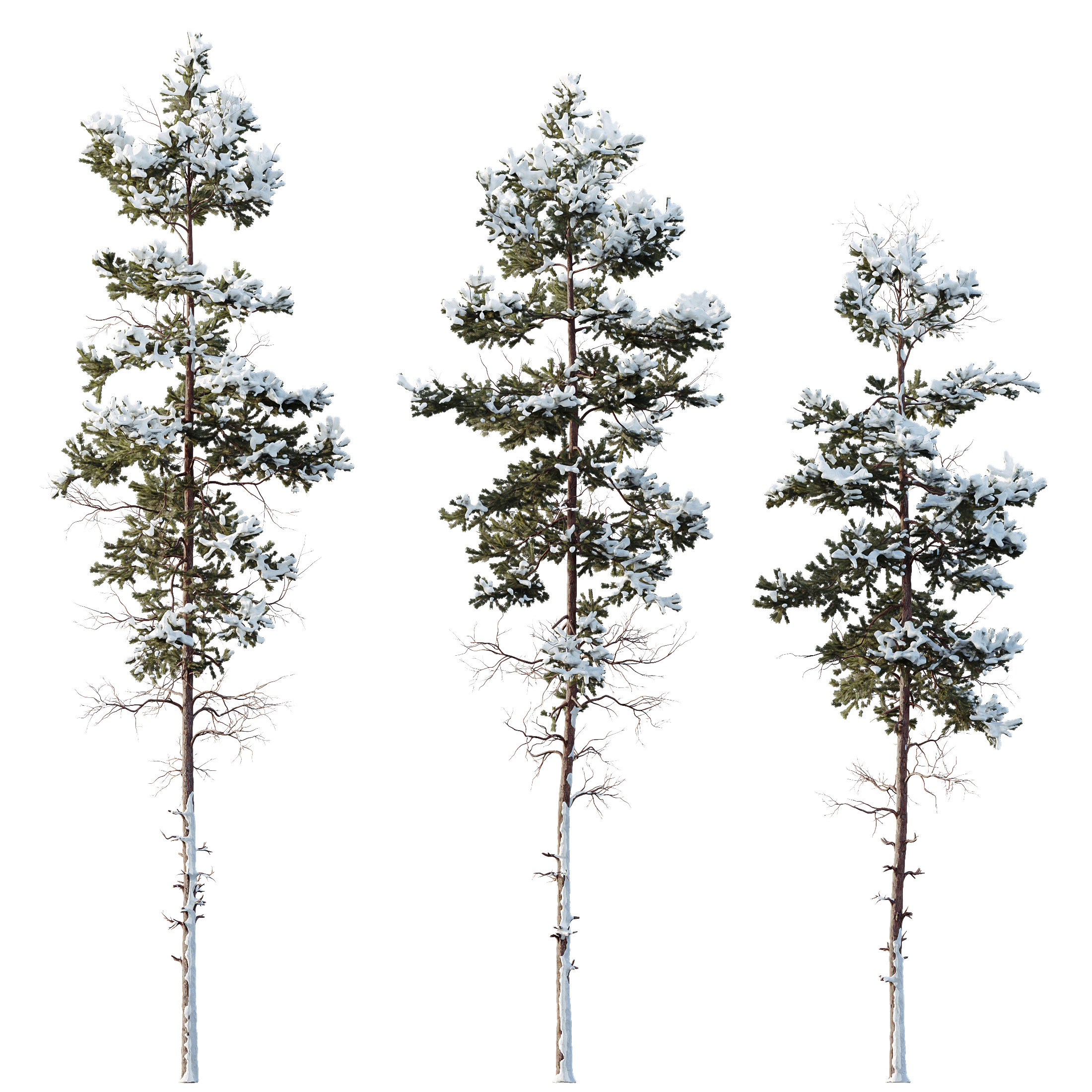 AV Plants Pinus Nigra Sylvestris Subsp Winter Snow 3D model_4