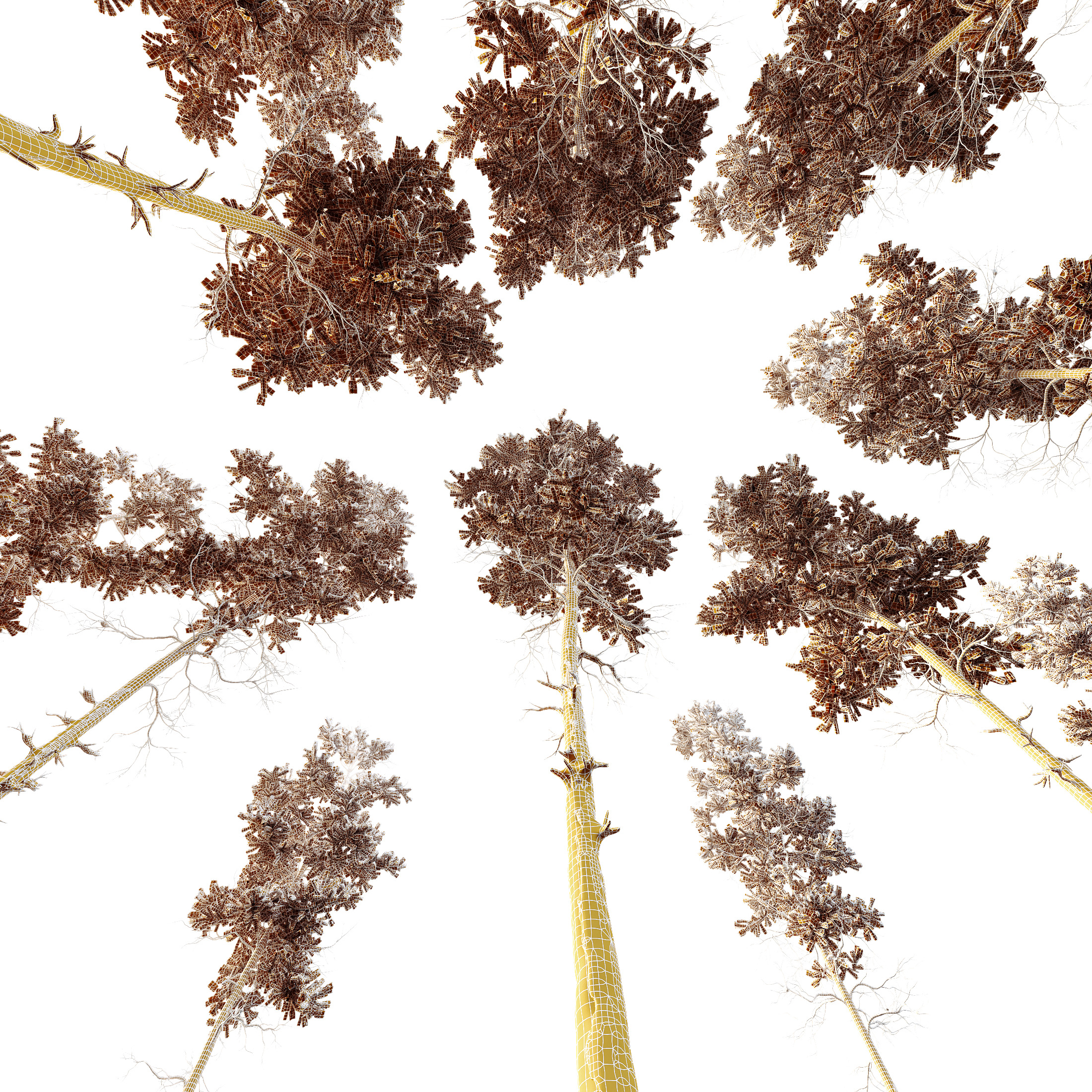AV Plants Pinus Nigra Sylvestris Subsp Winter Snow 3D model_5