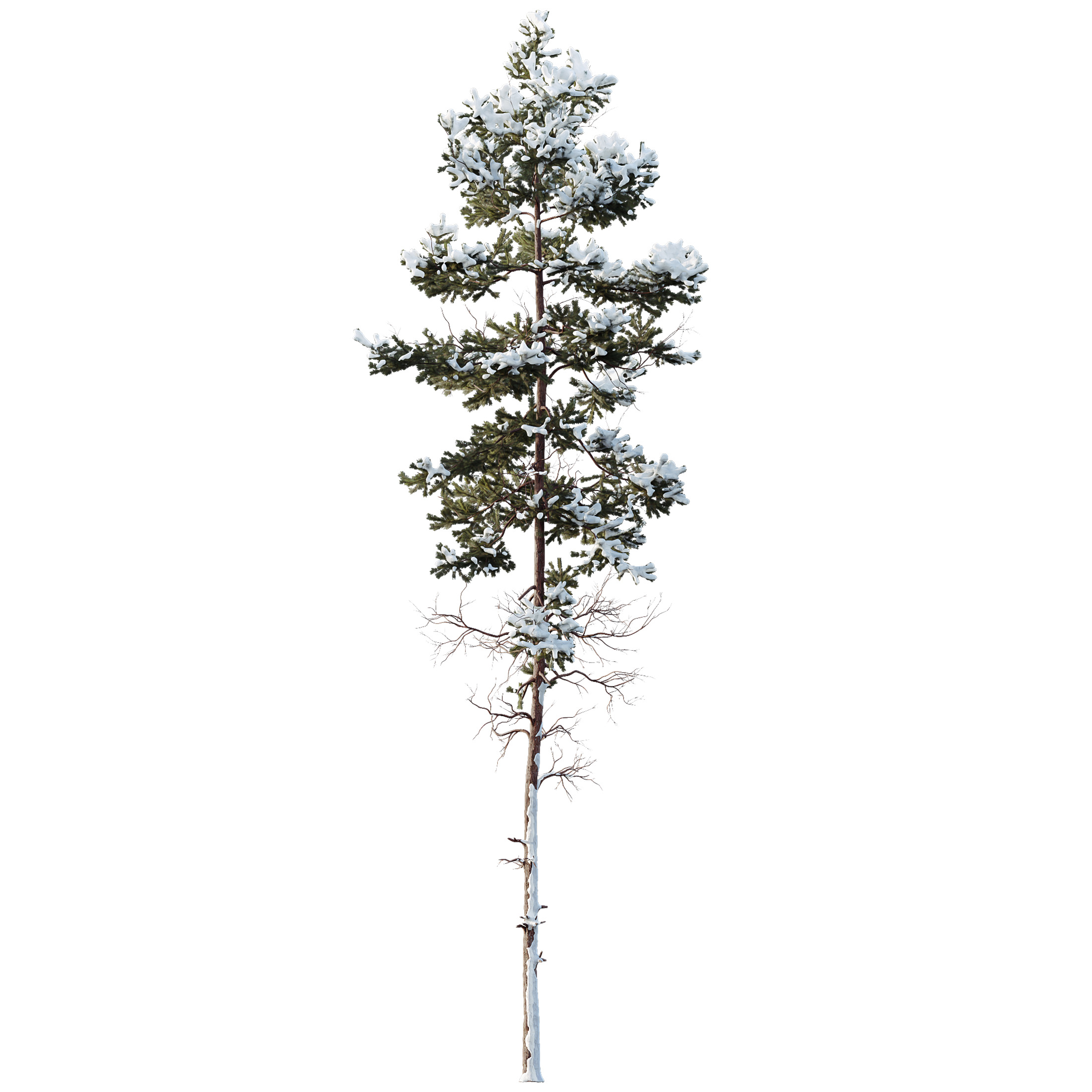 AV Plants Pinus Nigra Sylvestris Subsp Winter Snow 3D model_3