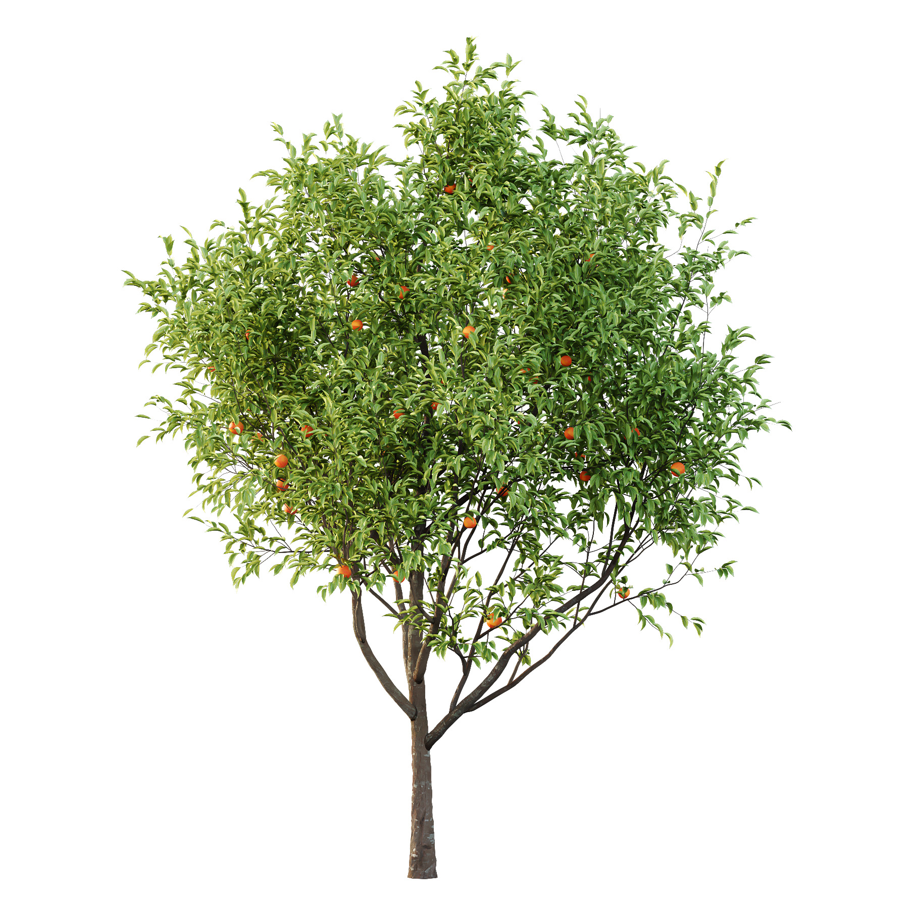 Diospyros Kaki Tree 02 3D model_1