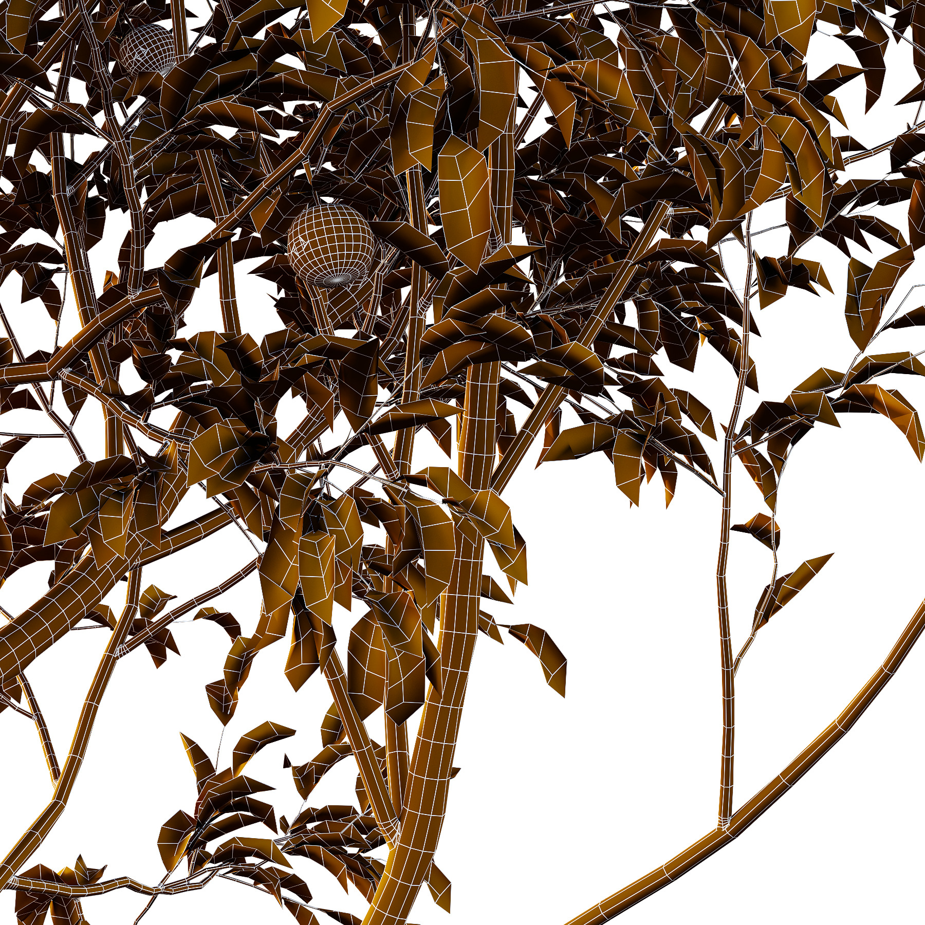 Diospyros Kaki Tree 02 3D model_3