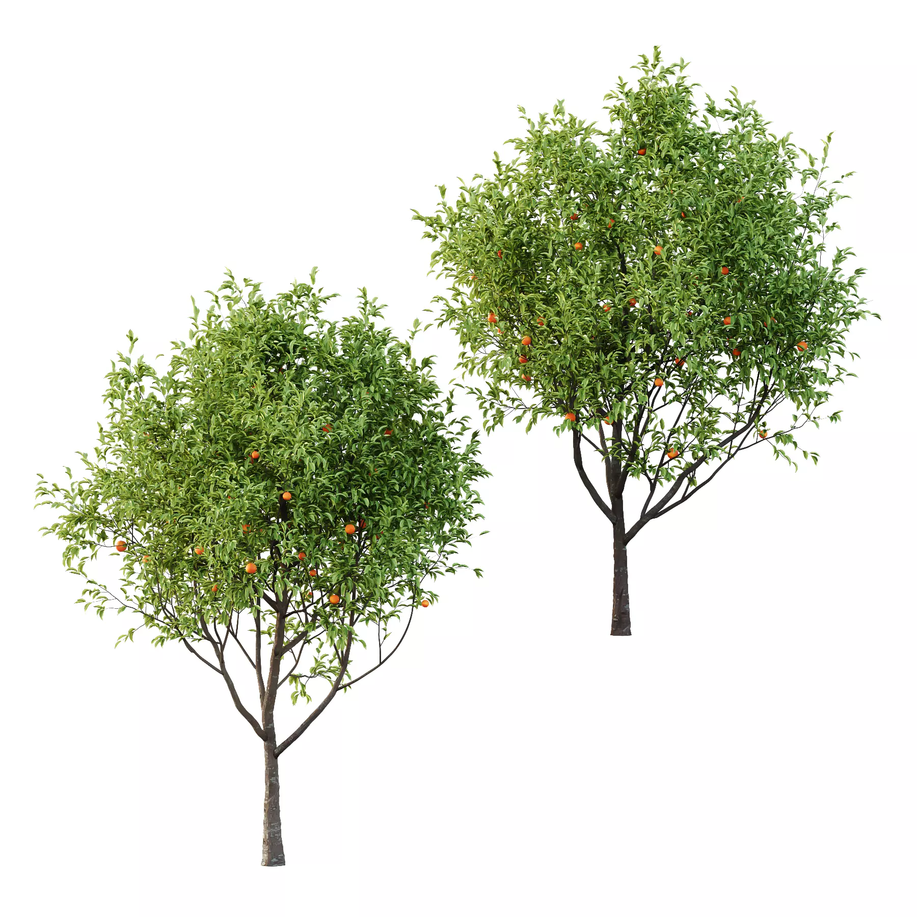 Diospyros Kaki Tree 02 3D model_0