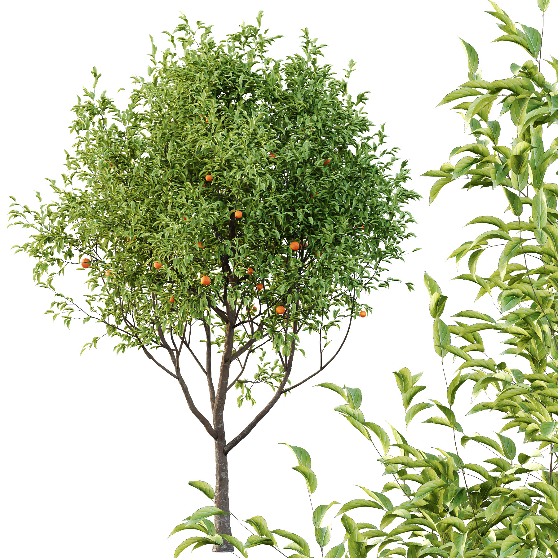 Diospyros Kaki Tree 02 3D model_2