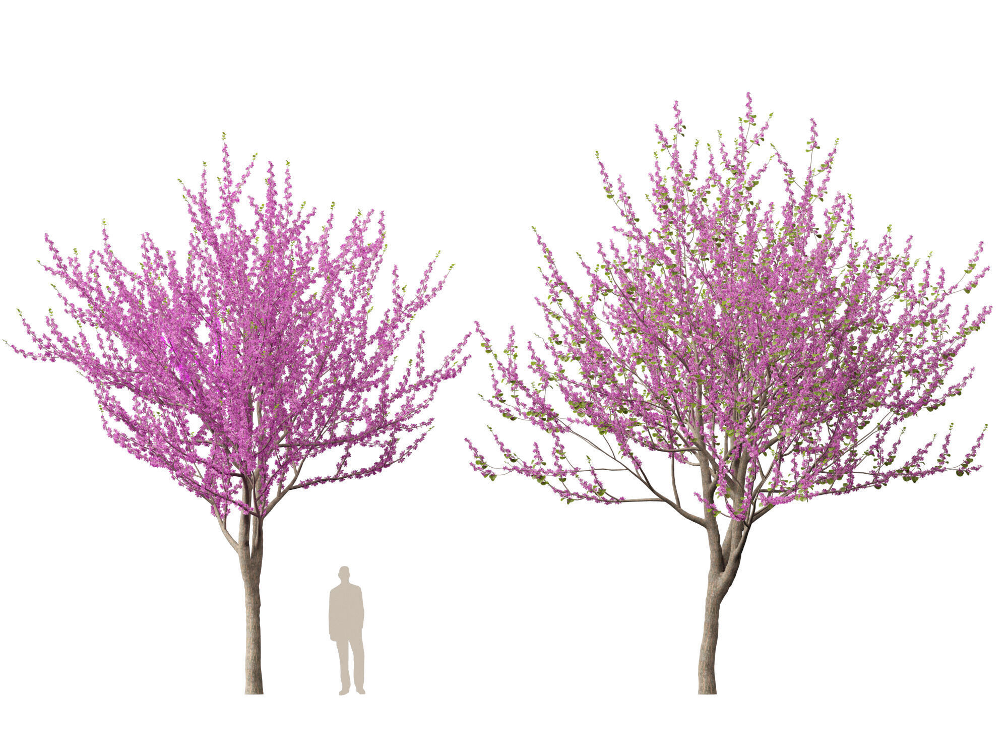 HighpolyLowPoly -  Cercis siliquastrum - Judas tree Low-poly 3D model_6