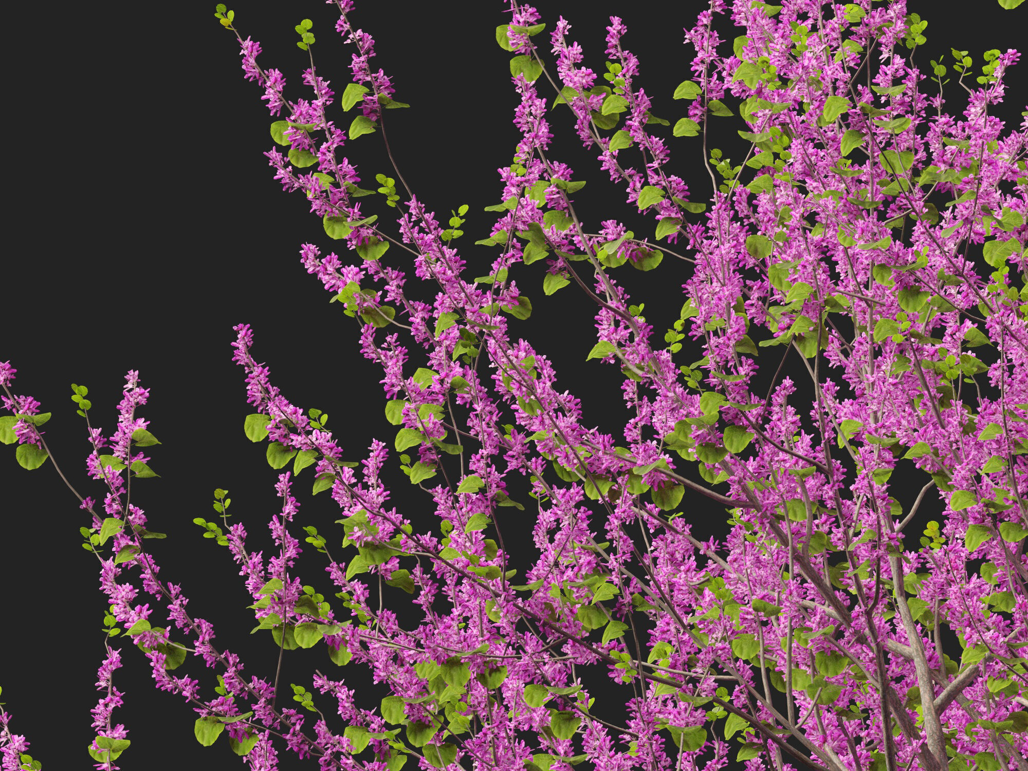 HighpolyLowPoly -  Cercis siliquastrum - Judas tree Low-poly 3D model_2