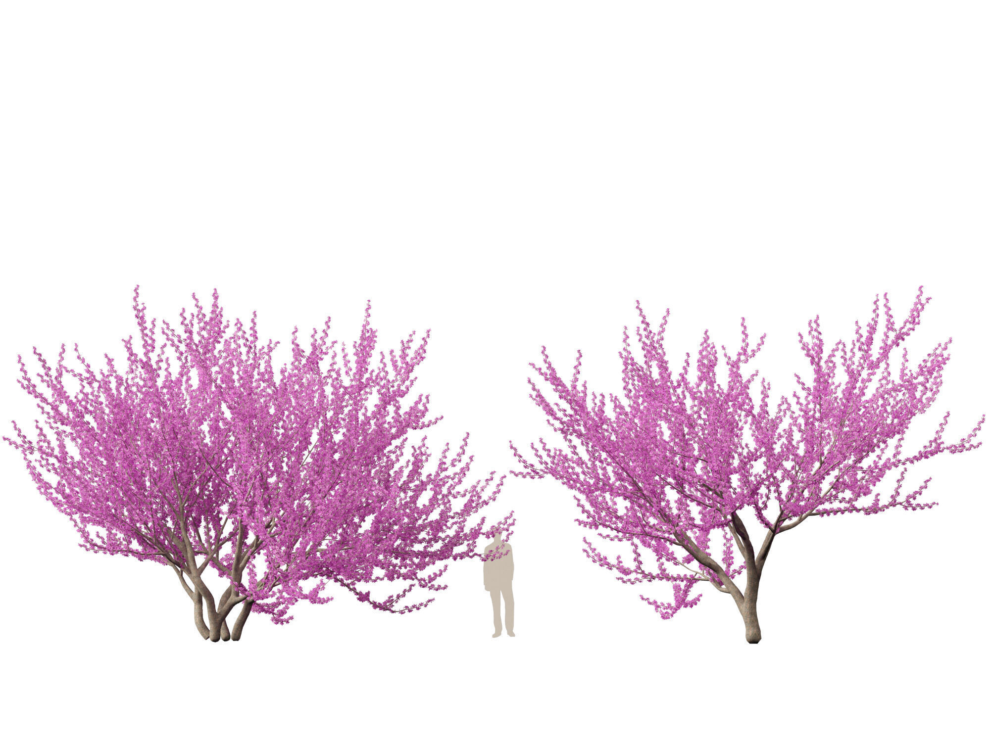 HighpolyLowPoly -  Cercis siliquastrum - Judas tree Low-poly 3D model_4