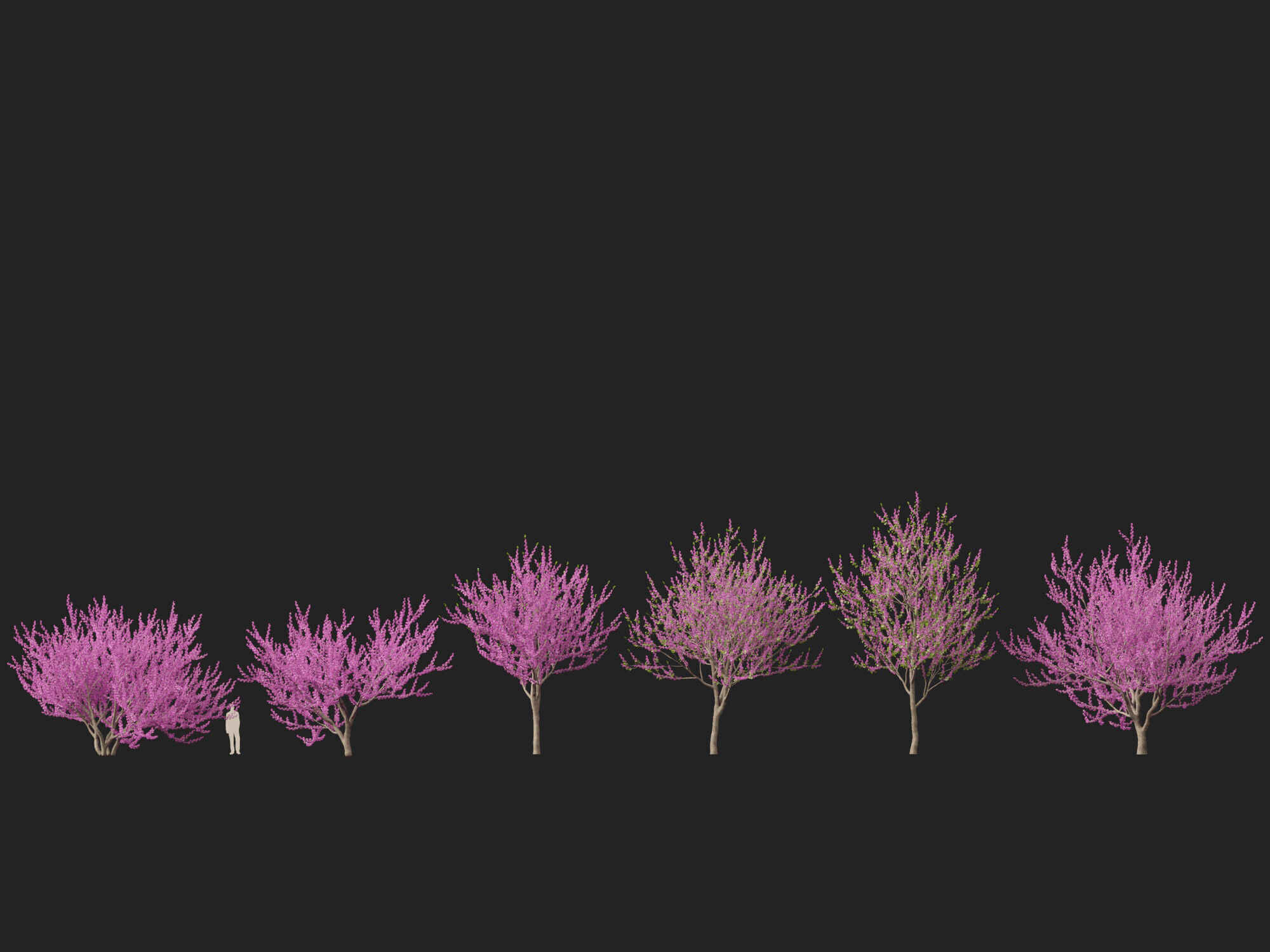 HighpolyLowPoly -  Cercis siliquastrum - Judas tree Low-poly 3D model_3