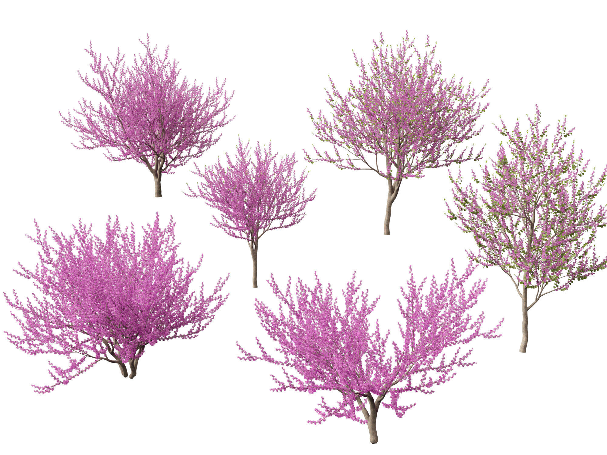 HighpolyLowPoly -  Cercis siliquastrum - Judas tree Low-poly 3D model_10