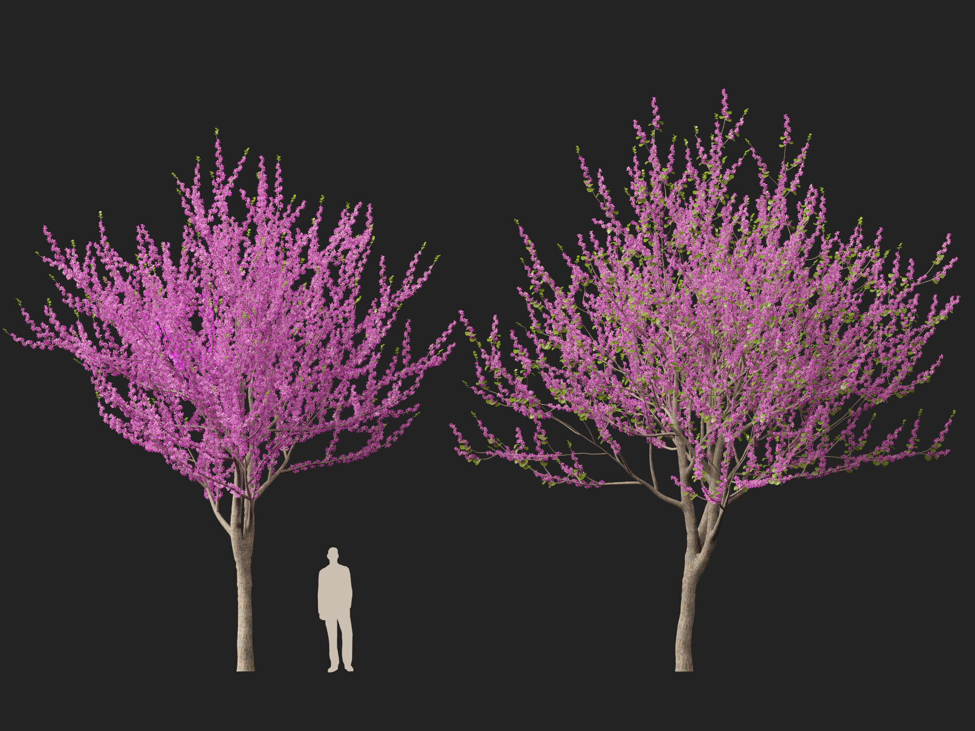 HighpolyLowPoly -  Cercis siliquastrum - Judas tree Low-poly 3D model_7