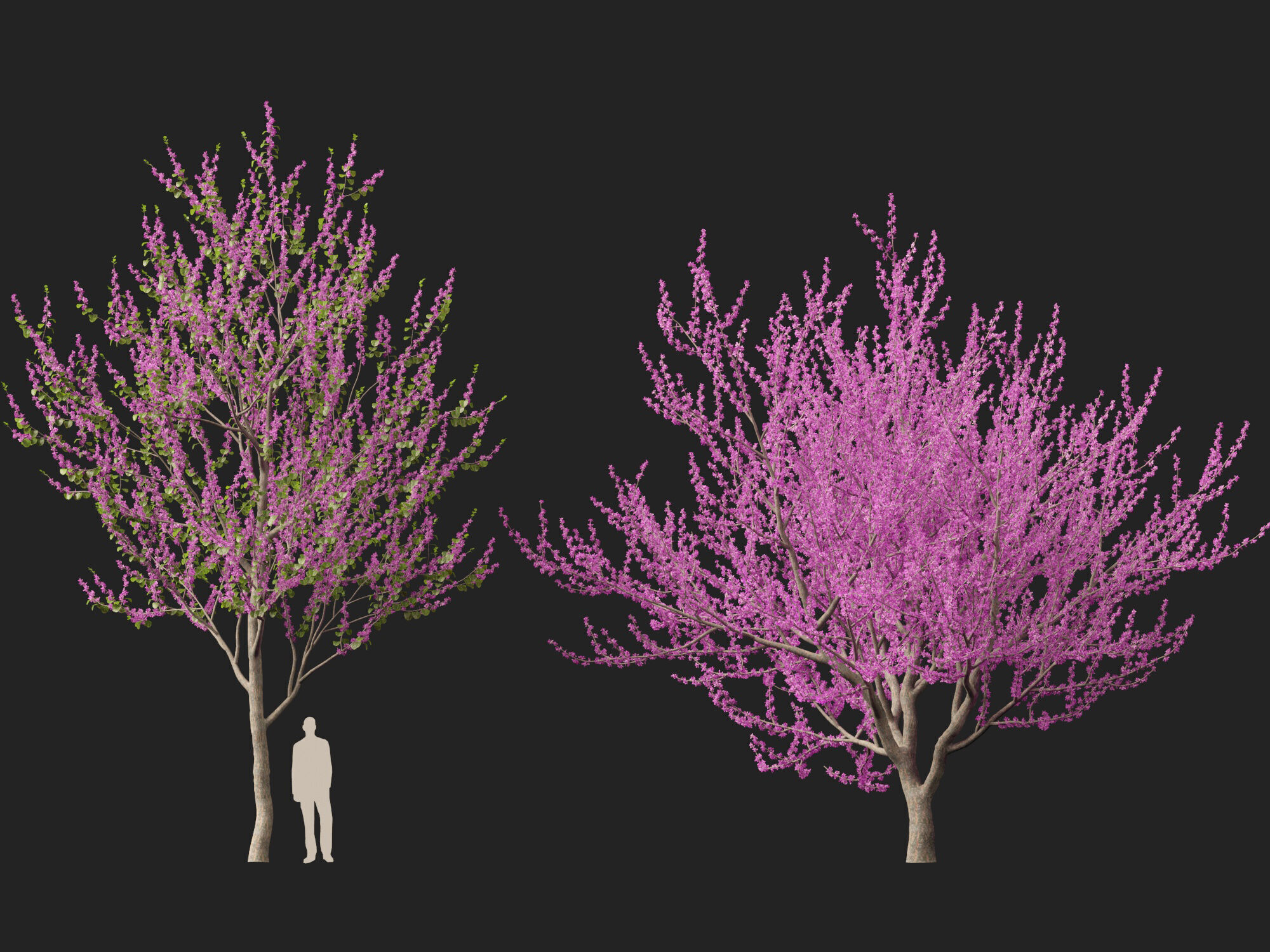 HighpolyLowPoly -  Cercis siliquastrum - Judas tree Low-poly 3D model_9