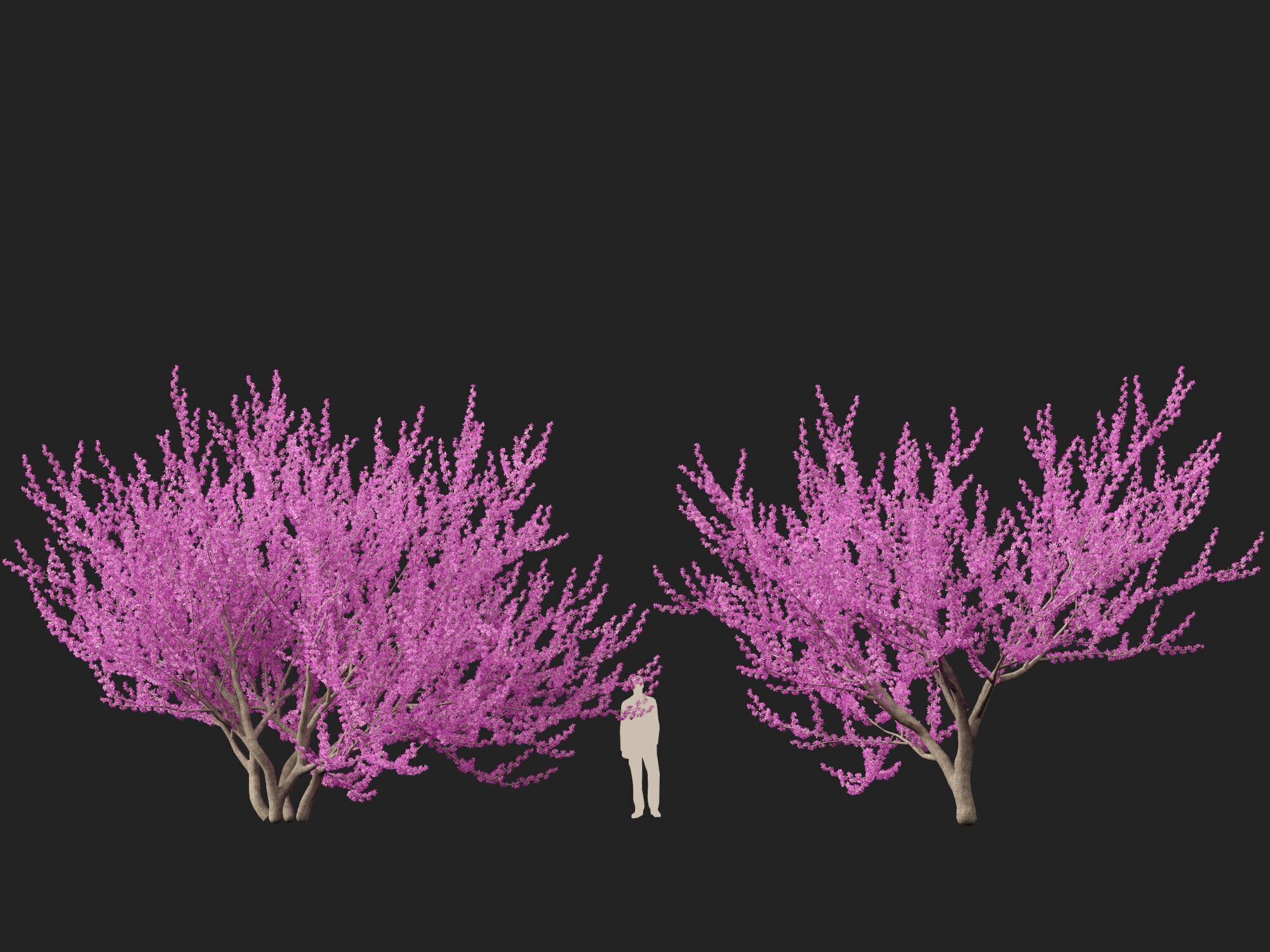 HighpolyLowPoly -  Cercis siliquastrum - Judas tree Low-poly 3D model_5