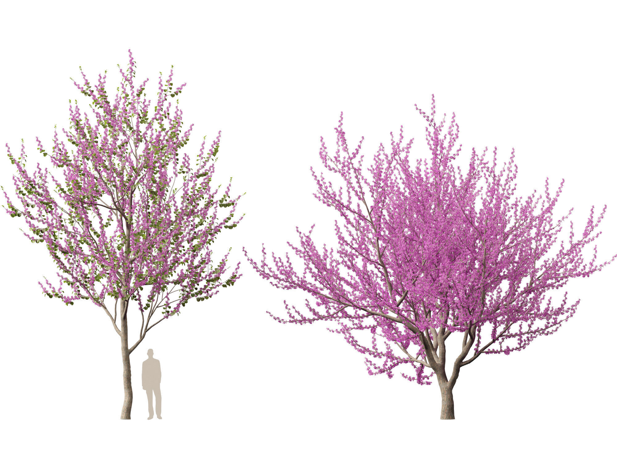 HighpolyLowPoly -  Cercis siliquastrum - Judas tree Low-poly 3D model_8