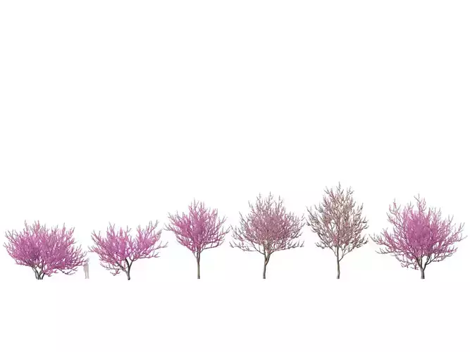 HighpolyLowPoly -  Cercis siliquastrum - Judas tree Low-poly 3D model