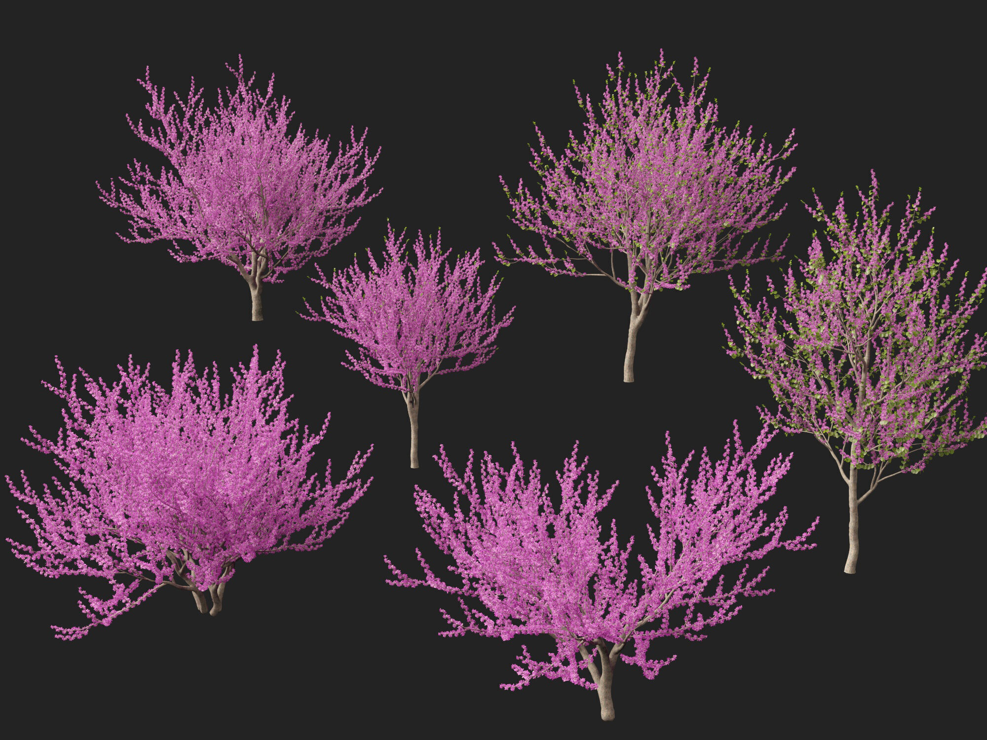 HighpolyLowPoly -  Cercis siliquastrum - Judas tree Low-poly 3D model_1