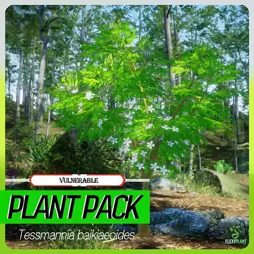 Vulnerable Plant - 6 Tessmannia baikiaeoides Flower Tree