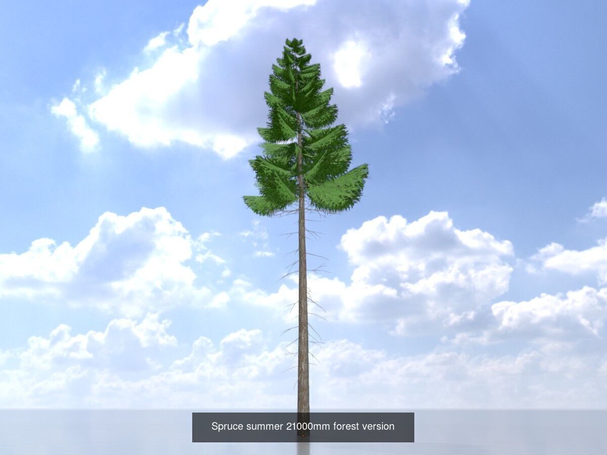 Spruce Tree Package 3D Model Collection_25