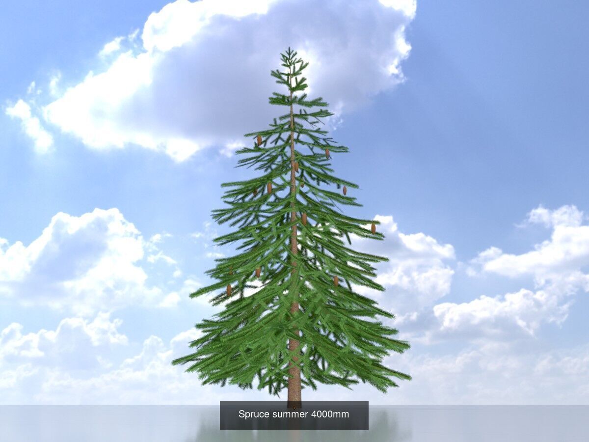 Spruce Tree Package 3D Model Collection_15