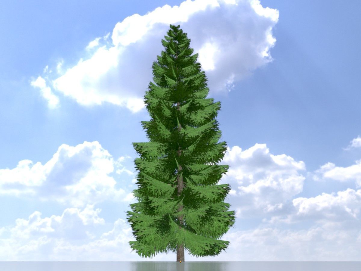 Spruce Tree Package 3D Model Collection_61