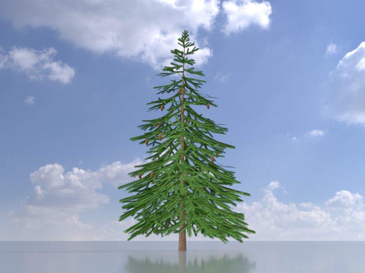 Spruce Tree Package 3D Model Collection_102