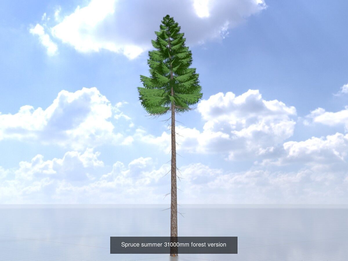 Spruce Tree Package 3D Model Collection_27