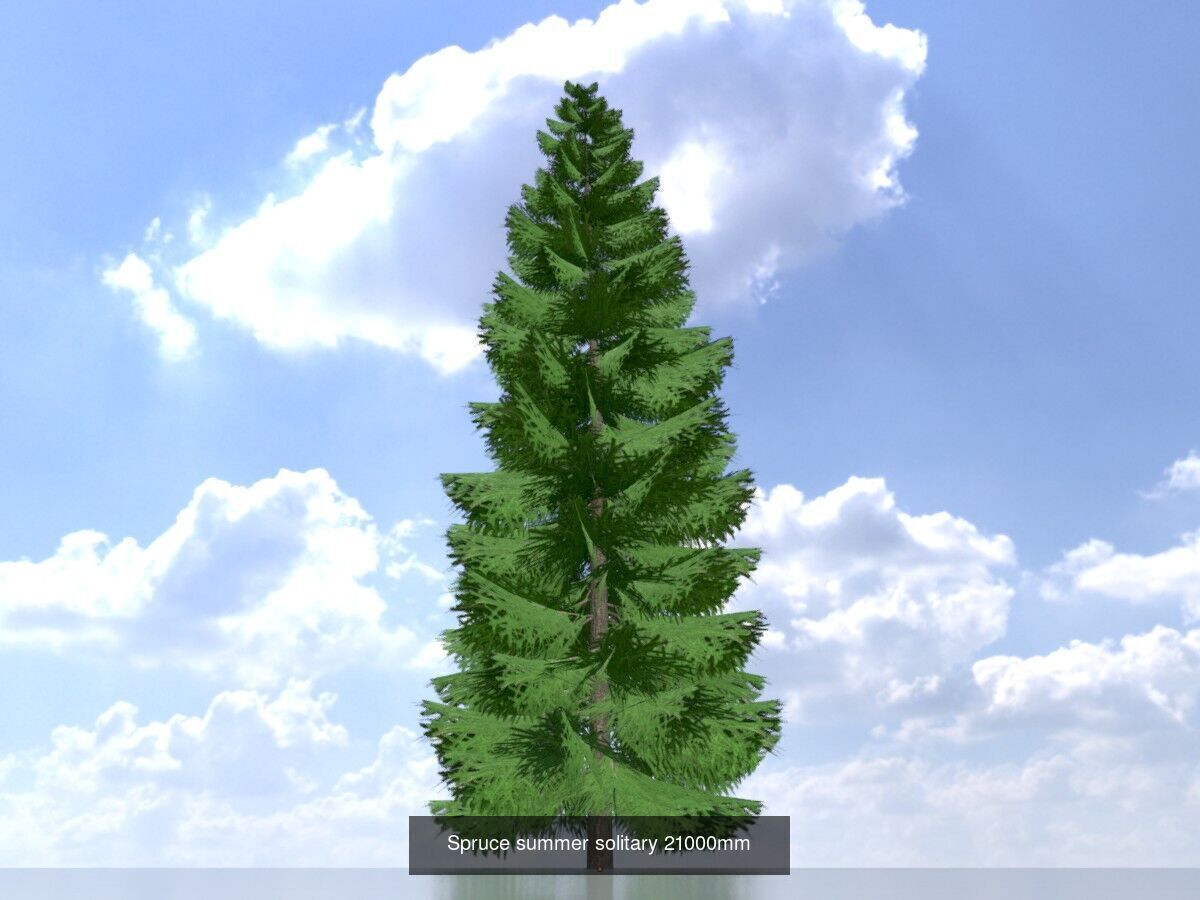 Spruce Tree Package 3D Model Collection_19