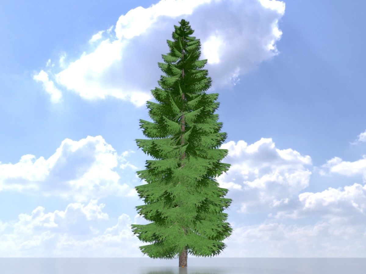 Spruce Tree Package 3D Model Collection_41