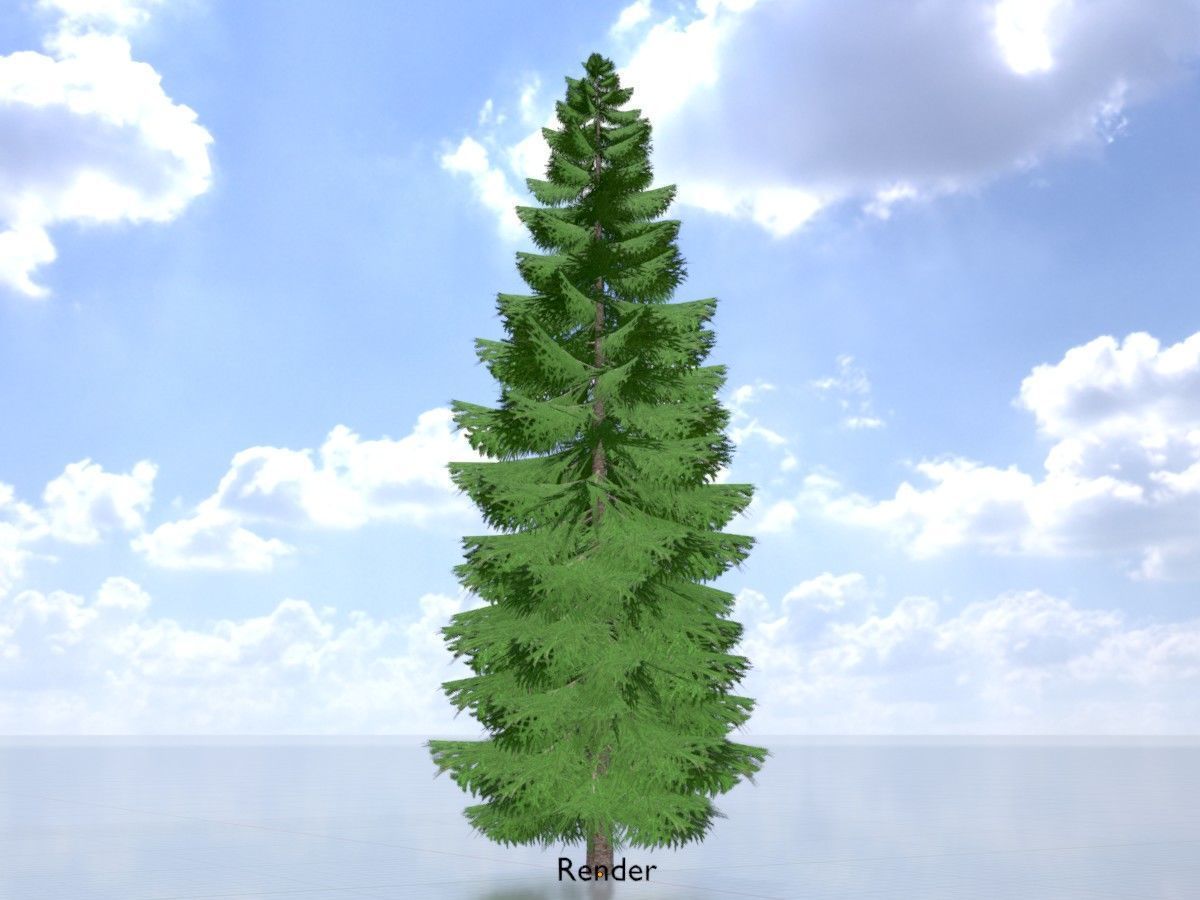 Spruce Tree Package 3D Model Collection_53