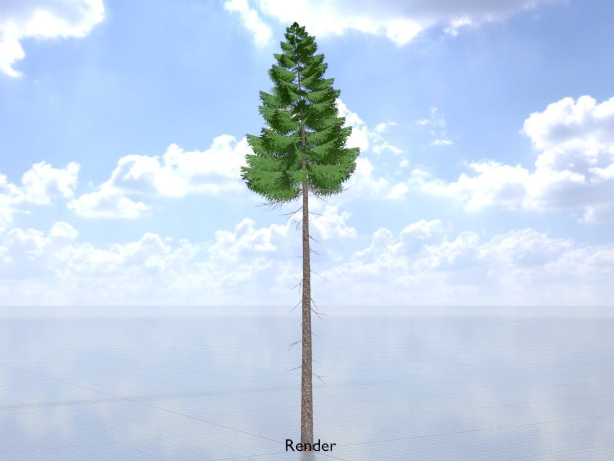 Spruce Tree Package 3D Model Collection_33