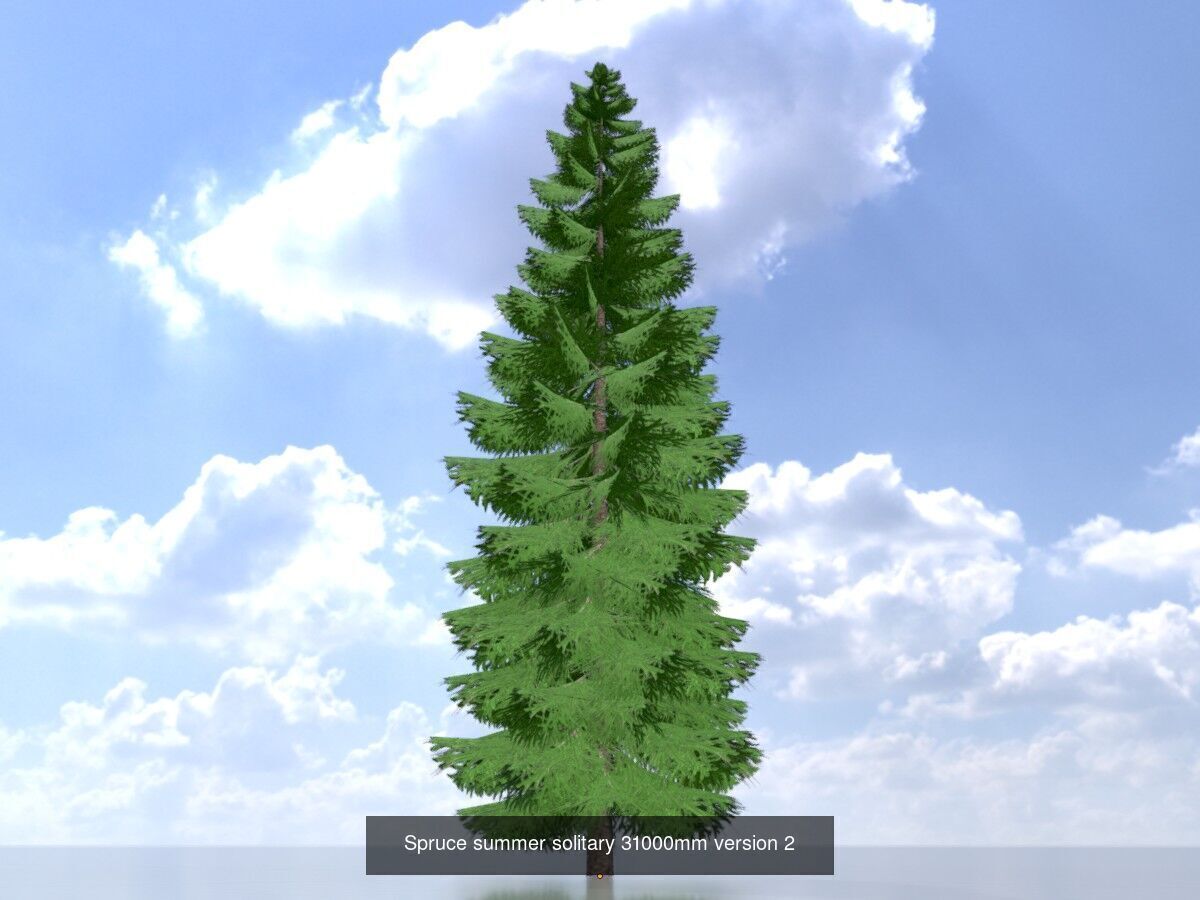 Spruce Tree Package 3D Model Collection_23