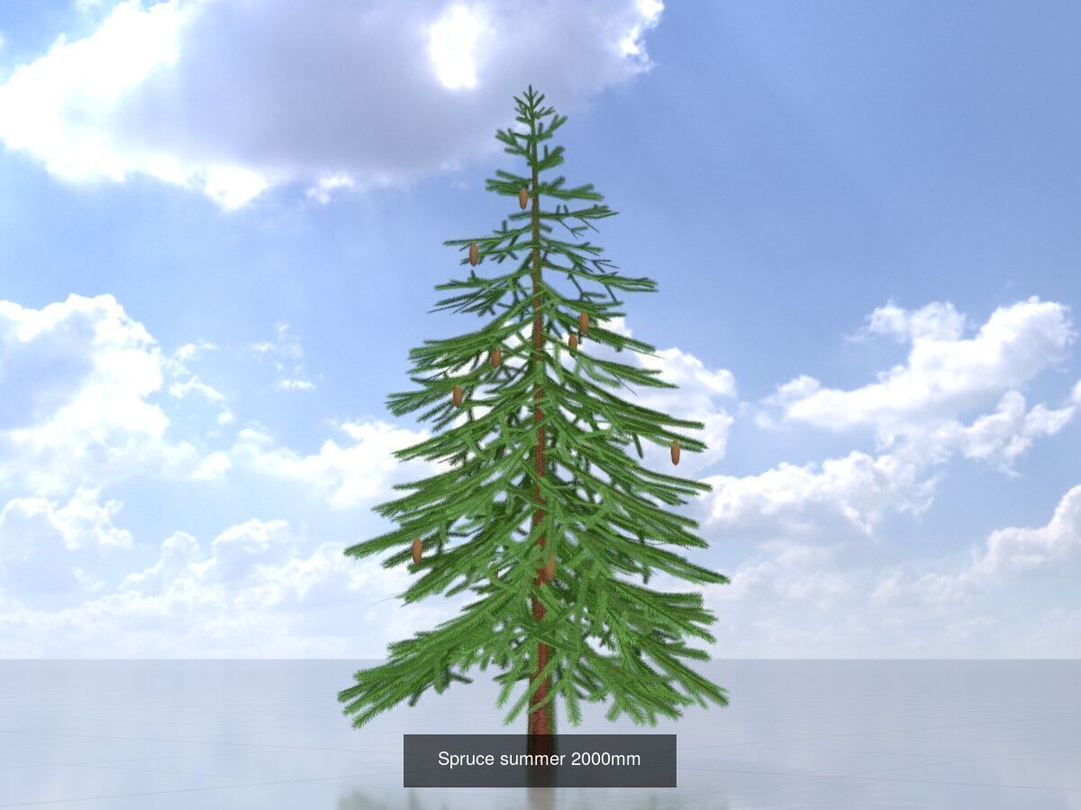 Spruce Tree Package 3D Model Collection_13