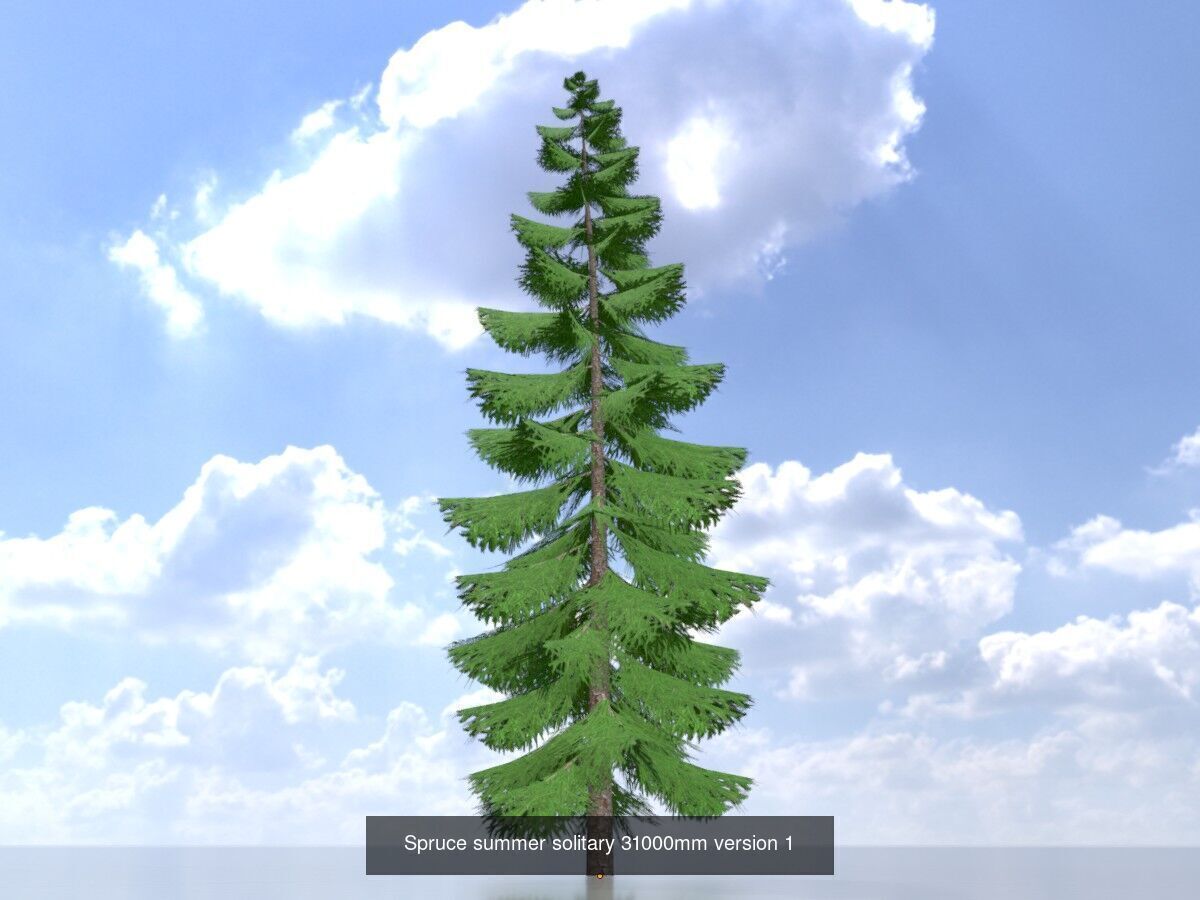 Spruce Tree Package 3D Model Collection_21