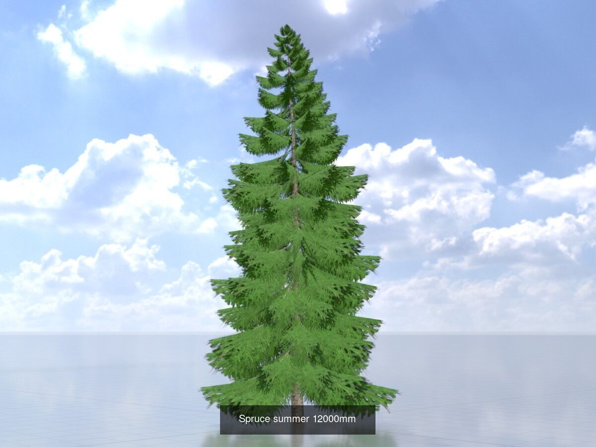 Spruce Tree Package 3D Model Collection_17
